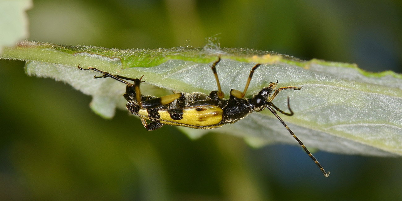 Cerambycidae: Leptura maculata?  ora, Rutpela maculata maculata  m & fa